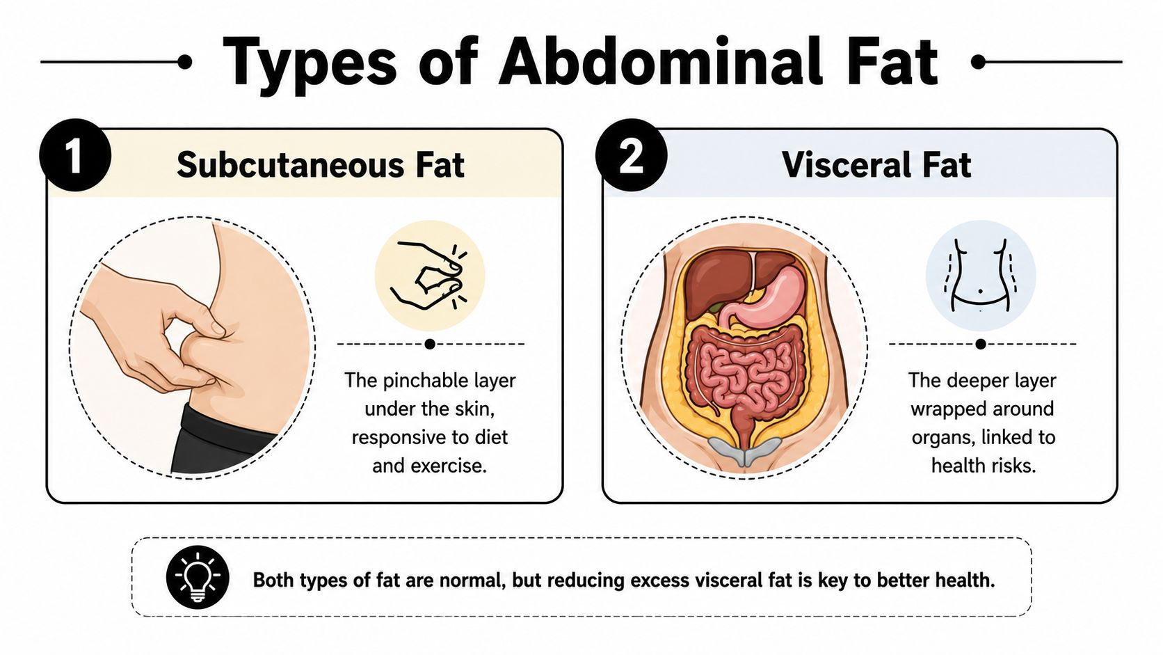 An infographic illustrating the differences between subcutaneous fat and visceral fat in the human abdomen.