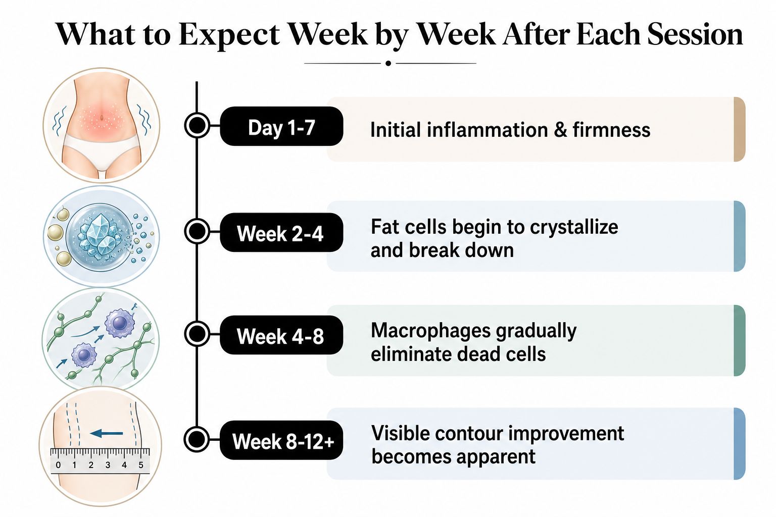 A timeline graphic showing the step-by-step recovery and results process following a fat freezing treatment session.